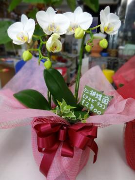 敬老の日は終わったけど｜「ポピー」　（京都府八幡市の花キューピット加盟店 花屋）のブログ