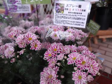 スプレー菊の鉢物・・・安っ！！｜「ポピー」　（京都府八幡市の花キューピット加盟店 花屋）のブログ