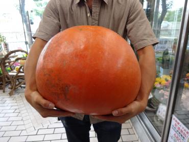 ジャンボ　かぼちゃ｜「ポピー」　（京都府八幡市の花キューピット加盟店 花屋）のブログ