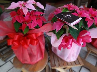 プリンセチア２色植え｜「ポピー」　（京都府八幡市の花キューピット加盟店 花屋）のブログ