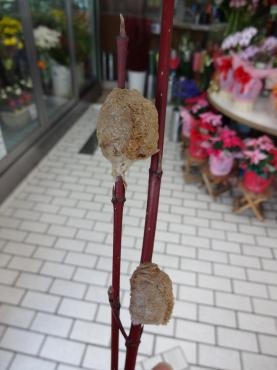 カマキリの・・・｜「ポピー」　（京都府八幡市の花キューピット加盟店 花屋）のブログ