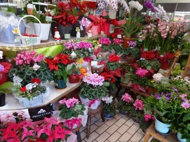 シクラメンだらけ｜「ポピー」　（京都府八幡市の花キューピット加盟店 花屋）のブログ