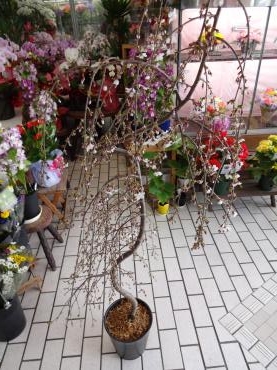 しだれ桜入荷｜「ポピー」　（京都府八幡市の花キューピット加盟店 花屋）のブログ