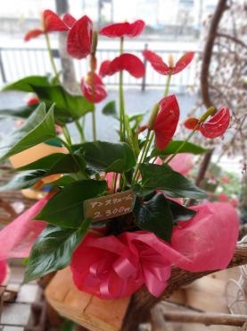 退職にも使える鉢物｜「ポピー」　（京都府八幡市の花キューピット加盟店 花屋）のブログ