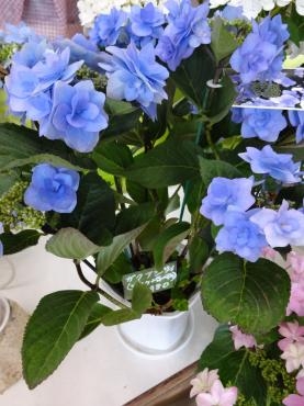アジサイだらけ｜「ポピー」　（京都府八幡市の花キューピット加盟店 花屋）のブログ