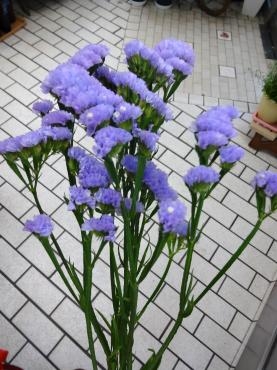 スターチスが｜「ポピー」　（京都府八幡市の花キューピット加盟店 花屋）のブログ