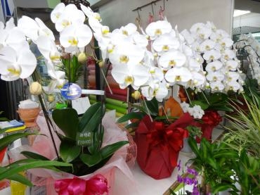昨日の鉢物｜「ポピー」　（京都府八幡市の花キューピット加盟店 花屋）のブログ