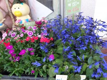 苗物の季節が始まりました。｜「ポピー」　（京都府八幡市の花キューピット加盟店 花屋）のブログ
