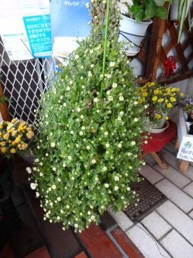 土曜日の鉢物｜「ポピー」　（京都府八幡市の花キューピット加盟店 花屋）のブログ