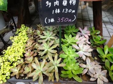 昨日の鉢物　多肉植物入りましたよ｜「ポピー」　（京都府八幡市の花キューピット加盟店 花屋）のブログ