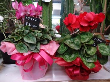 昨日の鉢苗物｜「ポピー」　（京都府八幡市の花キューピット加盟店 花屋）のブログ