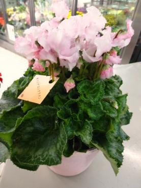 今日の苗物鉢物｜「ポピー」　（京都府八幡市の花キューピット加盟店 花屋）のブログ