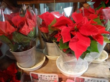 火曜日の鉢物入荷｜「ポピー」　（京都府八幡市の花キューピット加盟店 花屋）のブログ