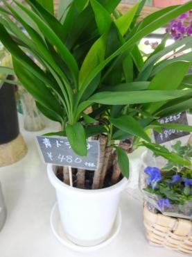 寒い時期になると増える観葉植物の需要｜「ポピー」　（京都府八幡市の花キューピット加盟店 花屋）のブログ