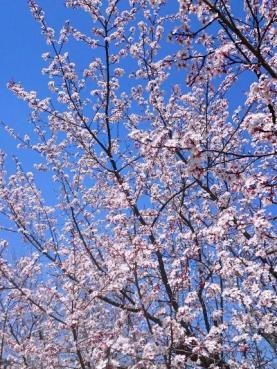 配達途中の桜｜「ポピー」　（京都府八幡市の花キューピット加盟店 花屋）のブログ