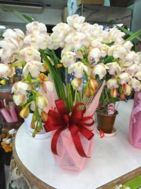 昨日の鉢物とりあえず｜「ポピー」　（京都府八幡市の花キューピット加盟店 花屋）のブログ