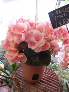 土曜日の鉢物｜「ポピー」　（京都府八幡市の花キューピット加盟店 花屋）のブログ