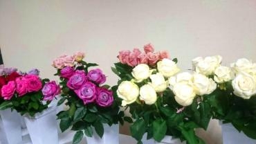 新しいバラの品種｜「ポピー」　（京都府八幡市の花キューピット加盟店 花屋）のブログ