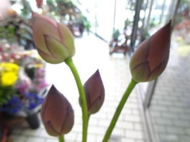 dsc041961