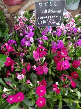 鉢物入荷｜「ポピー」　（京都府八幡市の花キューピット加盟店 花屋）のブログ