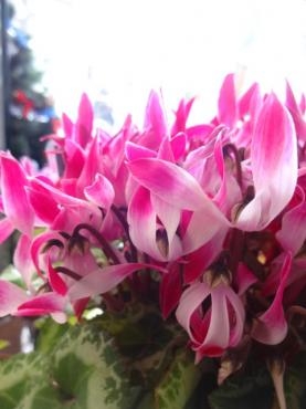 ちょっと憂鬱｜「ポピー」　（京都府八幡市の花キューピット加盟店 花屋）のブログ