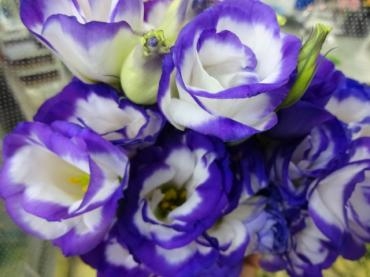 寒くなってきました。｜「ポピー」　（京都府八幡市の花キューピット加盟店 花屋）のブログ