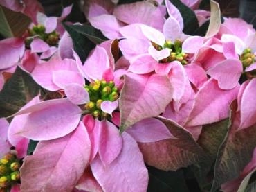 １２月に突入します｜「ポピー」　（京都府八幡市の花キューピット加盟店 花屋）のブログ