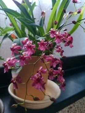 ２年越しにピンクのオンシジュームが咲いた｜「ポピー」　（京都府八幡市の花キューピット加盟店 花屋）のブログ