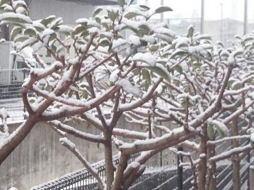 京都雪景色｜「ポピー」　（京都府八幡市の花キューピット加盟店 花屋）のブログ