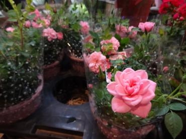 昨日仕入れの鉢物｜「ポピー」　（京都府八幡市の花キューピット加盟店 花屋）のブログ