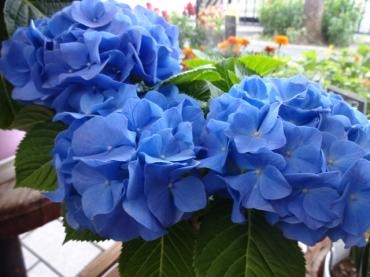 九州地方への発送について｜「ポピー」　（京都府八幡市の花キューピット加盟店 花屋）のブログ