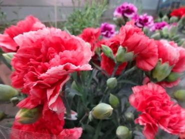 明日からGW｜「ポピー」　（京都府八幡市の花キューピット加盟店 花屋）のブログ