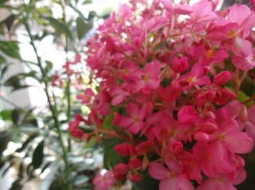 厄日｜「ポピー」　（京都府八幡市の花キューピット加盟店 花屋）のブログ