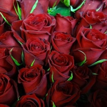 赤バラ１００本の花束（結婚式のサプライズ用）｜「ポピー」　（京都府八幡市の花キューピット加盟店 花屋）のブログ