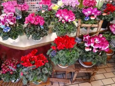 店の中が一番、華やかになる季節です。｜「ポピー」　（京都府八幡市の花キューピット加盟店 花屋）のブログ