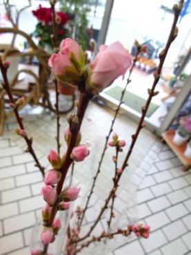 花桃｜「ポピー」　（京都府八幡市の花キューピット加盟店 花屋）のブログ