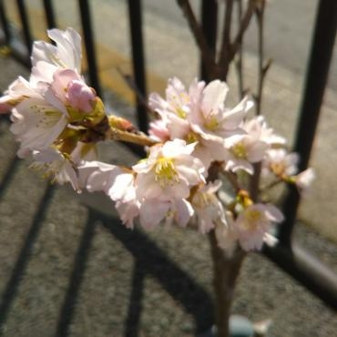 ぬくぬくなので桜も開花｜「ポピー」　（京都府八幡市の花キューピット加盟店 花屋）のブログ