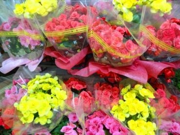 リーガスベゴニアで装飾｜「ポピー」　（京都府八幡市の花キューピット加盟店 花屋）のブログ
