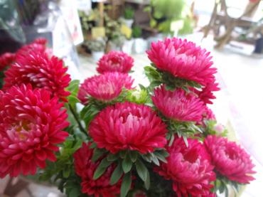 今日から通常｜「ポピー」　（京都府八幡市の花キューピット加盟店 花屋）のブログ