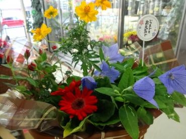 ９月１７日（月）は敬老の日｜「ポピー」　（京都府八幡市の花キューピット加盟店 花屋）のブログ