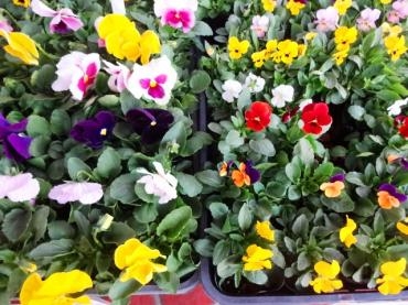 本日入荷の鉢苗物（１１/２～４は３割引きセールです。）多肉植物あります｜「ポピー」　（京都府八幡市の花キューピット加盟店 花屋）のブログ