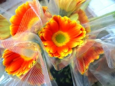 無花粉ガーベラに新品種が増えてきました。｜「ポピー」　（京都府八幡市の花キューピット加盟店 花屋）のブログ