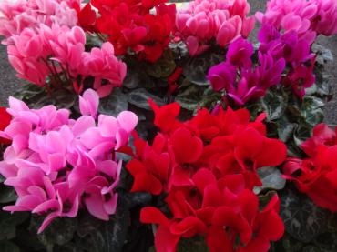 年末迎春用セール！！｜「ポピー」　（京都府八幡市の花キューピット加盟店 花屋）のブログ