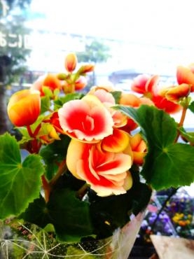 雑用も必要｜「ポピー」　（京都府八幡市の花キューピット加盟店 花屋）のブログ