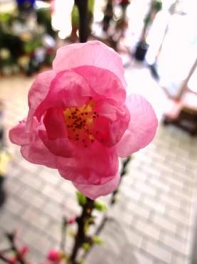 ３月３日はひなまつり（花桃入荷しています）｜「ポピー」　（京都府八幡市の花キューピット加盟店 花屋）のブログ