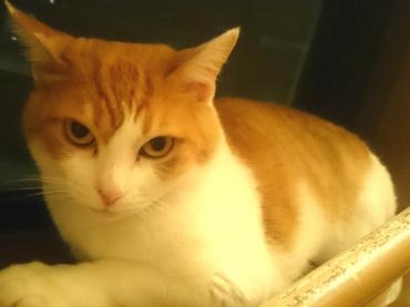 ウチの猫ヴィヴィっちが逝去致しました。｜「ポピー」　（京都府八幡市の花キューピット加盟店 花屋）のブログ