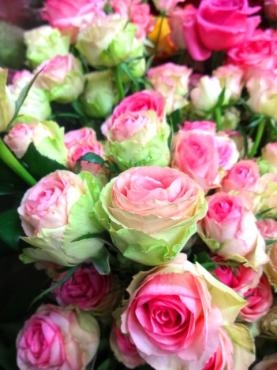 風邪ひきました。｜「ポピー」　（京都府八幡市の花キューピット加盟店 花屋）のブログ