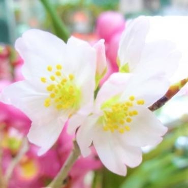 サクラサク｜「ポピー」　（京都府八幡市の花キューピット加盟店 花屋）のブログ