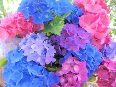 切り花のアジサイ｜「ポピー」　（京都府八幡市の花キューピット加盟店 花屋）のブログ