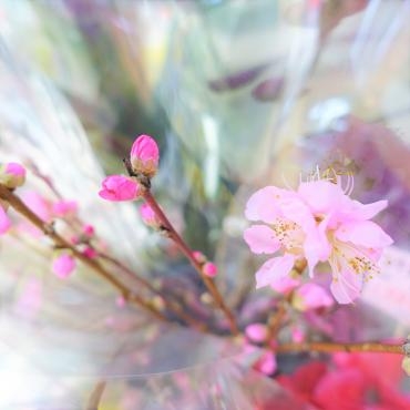 花桃入荷中｜「ポピー」　（京都府八幡市の花キューピット加盟店 花屋）のブログ